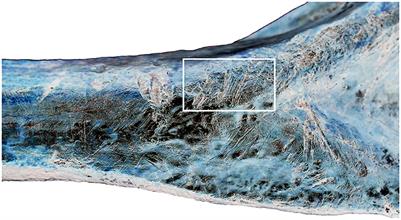 Editorial: Early Human Colonization of Remote Indian Ocean Islands and Its Ecological Impacts